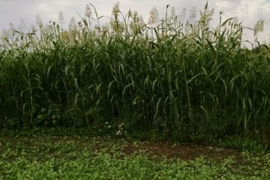 Annual Egyptian wheat stand pictured in late Summe