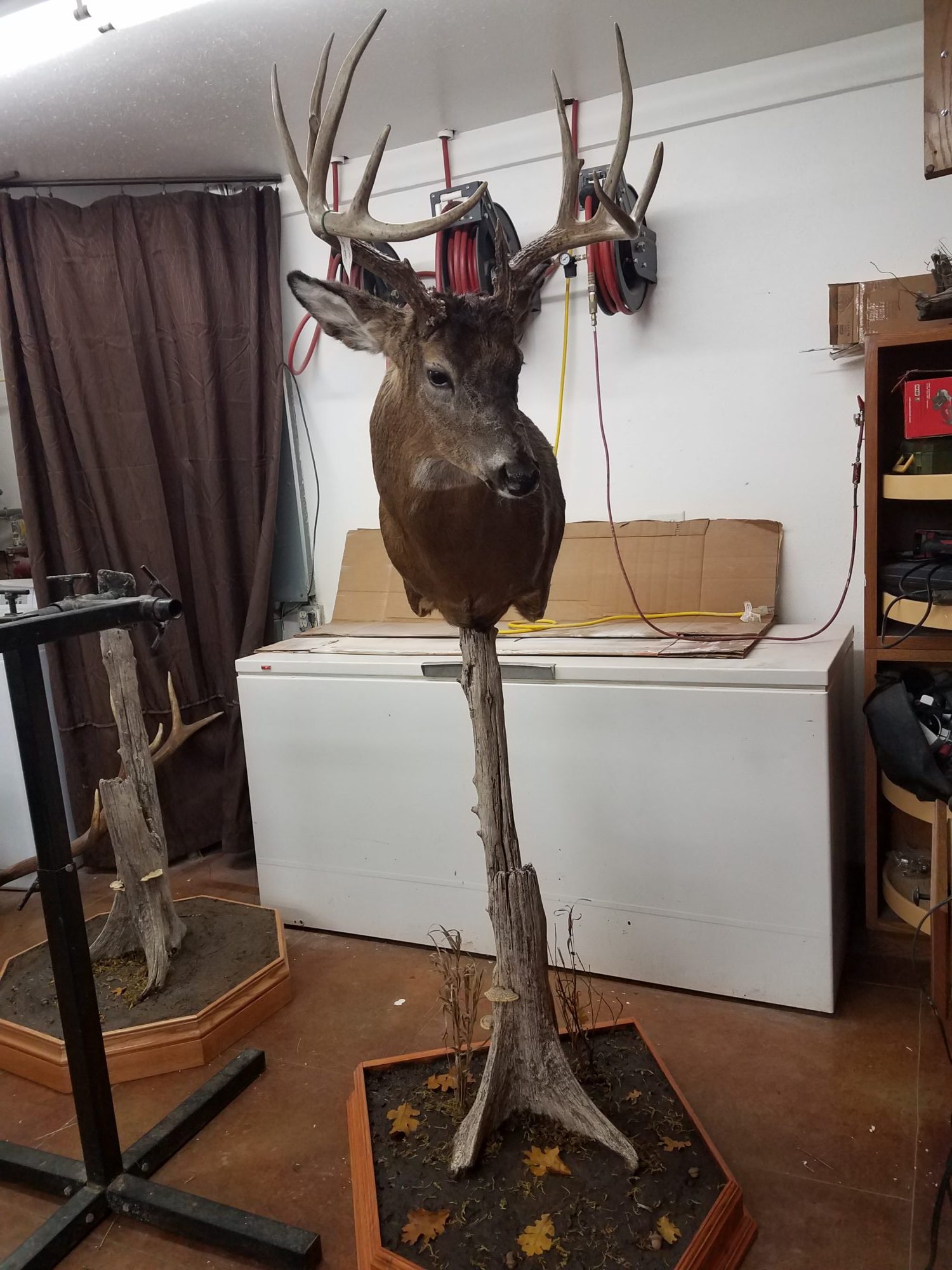 Taxidermy Example Photos Tibbits Archery Pro Shop & Ultimate Habitat