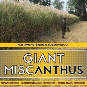 Giant Miscanthus